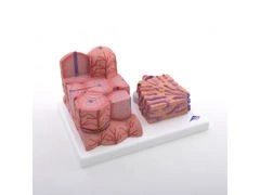 Model wątroby MICROanatomy™ K24