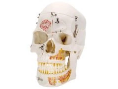 Luksusowy model czaszki A27