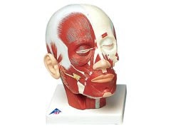 Model głowy z układem mięśniowym VB127