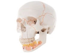 Klasyczny model czaszki z odkrytą żuchwą A22