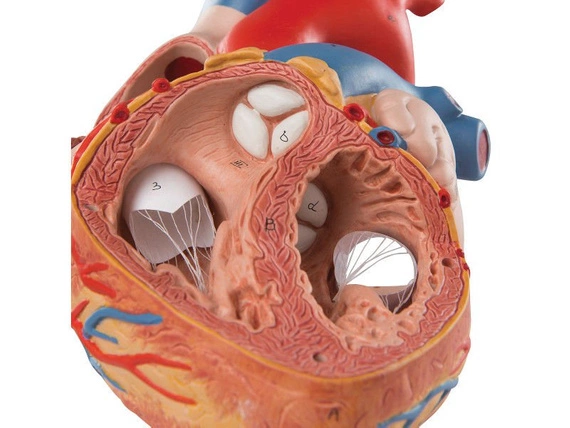 Powiększony model serca 4-częściowy G12