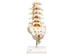 Model części lędźwiowej kręgosłupa A74