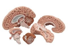 Model klasyczny mózgu 5-częściowy C18