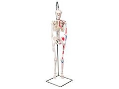 Mini szkielet Shorty A18/6 z pomalowanymi przyczepami mięśni na podstawie z wieszakiem