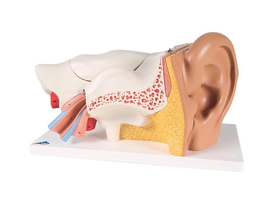 Model ucha z częścią kostną 6-częściowy E11