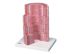 Model systemu trawiennego MICROanatomy™ K23