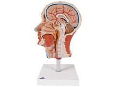 Model połowy głowy z umięśnieniem C14