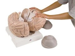 Model powiększony mózgu VH409