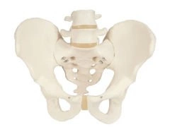 Model miednicy męskiej A60