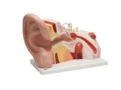 Duży model ucha 3-częściowy VJ513