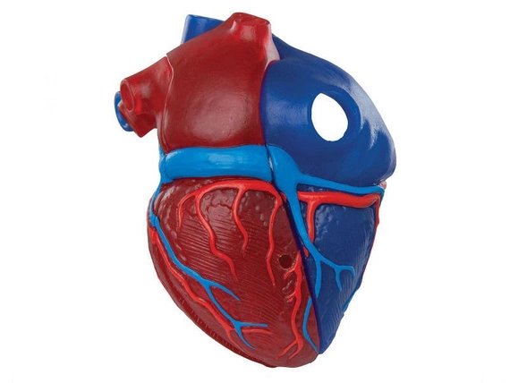 Model serca 5-częściowy G01/1