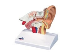 Model ucha biurkowy E12