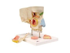 Model nosa z zatokami przynosowymi 5-częściowy E20