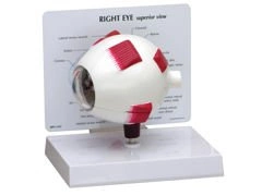 Pełny model oka 1019534