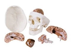 Klasyczny model czaszki z mózgiem A20/9