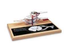 Model rdzenia kręgowego W42505