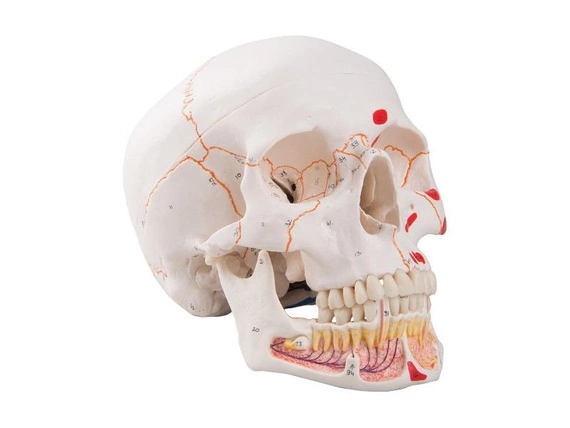 Klasyczny model czaszki z odkrytą żuchwą i zaznaczonymi przyczepami mięśni A22/1