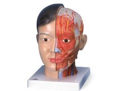 Model głowy z szyją 4-częściowy Deluxe C06