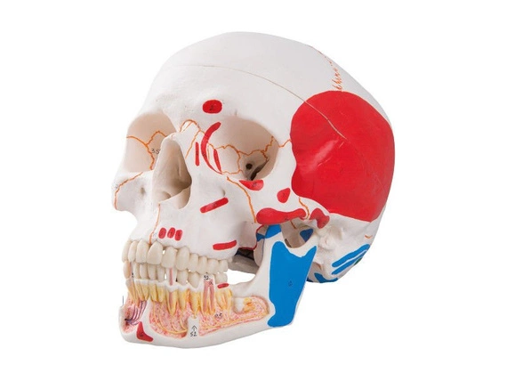 Klasyczny model czaszki z zaznaczonymi przyczepami mięśni i numeracją kości A23