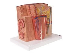 Model nerki MICROanatomy™ K13