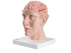 Model mózgu z tętnicami 8-częściowy C25