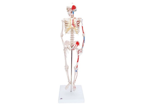Mini szkielet Shorty A18/5 z pomalowanymi przyczepami mięśni na podstawie