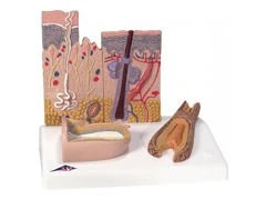 Model mikroskopowy skóry, włosa i paznokcia J14