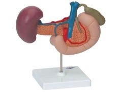 Model tylnych organów górnej części brzucha K22/2