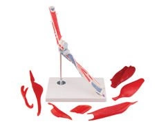 Model stawu łokciowego ze zdejmowanymi mięśniami A883 (8 elementów)