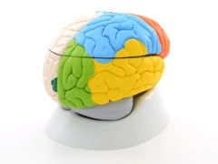 Model neuro-anatomiczny mózgu 8-częściowy C22
