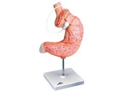 Model żołądka z opaską K15/1