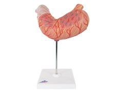 Model żołądka 2-częściowy K15