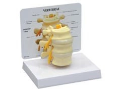 Podstawowe kręgi 1019507