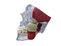 Model stawu skroniowo-żuchwowego 1019541