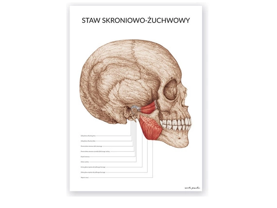 Plakat Staw Skroniowo-Żuchwowy