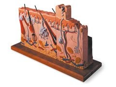 Model przekroju skóry z patologią oparzeń W42533