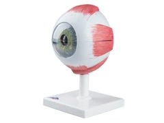 Model oka 6-częściowy F10