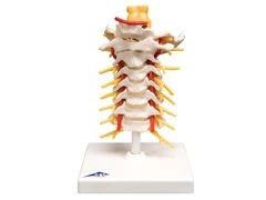 Model części szyjnej kręgosłupa A72