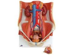 Model układu moczowego, obupłciowy 6-częściowy K32