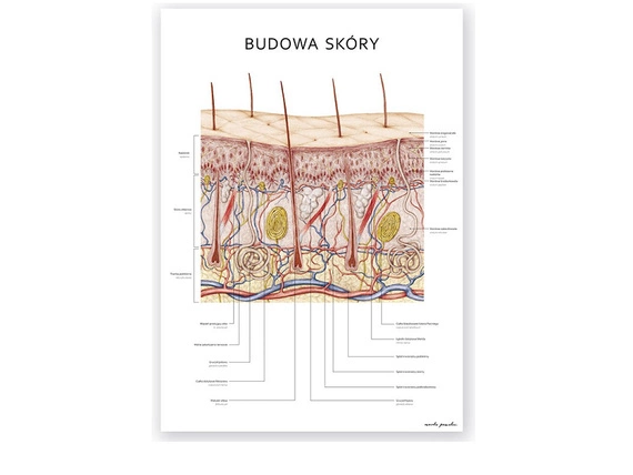 Plakat Budowa Skóry