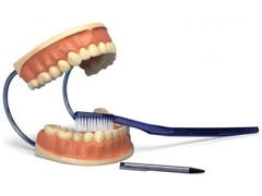 Model do nauki pielęgnacji uzębienia D16