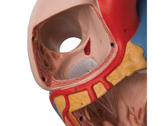 Powiększony model serca 4-częściowy G12