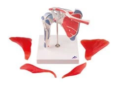 Model stawu ramiennego z mankietem rotatorów A880 (5 elementów)