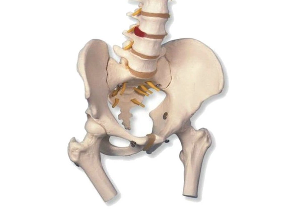 Elastyczny kręgosłup mężczyzny z miednicą i kikutami kości udowej A58/2 