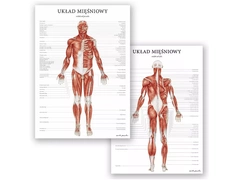 Plakat Układ Mięśniowy Człowieka - komplet 2szt.
