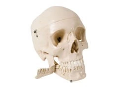 Model czaszki z wyciąganymi zębami, 4-częściowy W10532