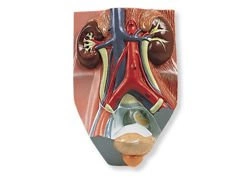 Model układu moczowego męskiego VF325