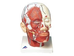 Model głowy z układem mięśniowym i naczyniowym VB128