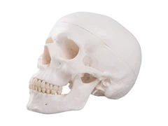 Klasyczny model czaszki 3-częściowy A20