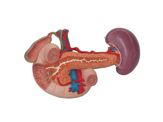 Model nerek z tylnymi narządami górnej części brzucha K22/3